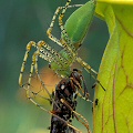 Peucetia viridans 