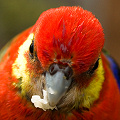 Western rosella, Platycercus icterotis, Western Australia.