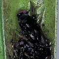 Sarracenia flava