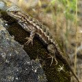 Sceloporus occidentalis subsp. occidentalis, Lake County.