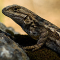 Sceloporus occidentalis subsp. occidentalis, Lake County.