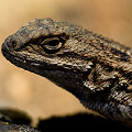 Sceloporus occidentalis subsp. occidentalis, Lake County.