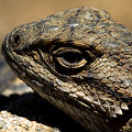 Sceloporus occidentalis subsp. occidentalis, Lake County.