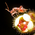 Setocoris on Stylidium