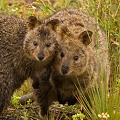 On Rottnest, Western Australia.