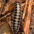 Millipede.