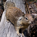 Spermophilus beecheyi, San Benito County.