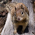 Spermophilus beecheyi, San Benito County.