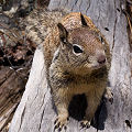 Spermophilus beecheyi, San Benito County.