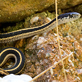 Thamnophis elegans elegans, Sierra County.