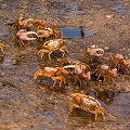 Fiddler crabs.