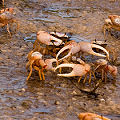 Fiddler crabs.