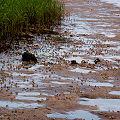 Fiddler crabs.