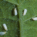 Whitefly.