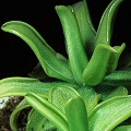 Pinguicula caerulea