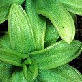 Leaf rosettes.