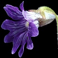Pinguicula caerulea