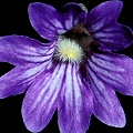 Pinguicula caerulea