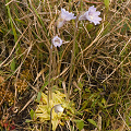 Pinguicula caerulea