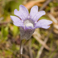 Pinguicula caerulea