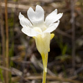 Pinguicula caerulea