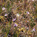 White and blue flowered plants.