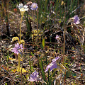 White and blue flowered plants.