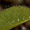 Pinguicula colimensis