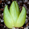 Pinguicula corsica