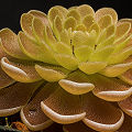 Pinguicula debbertiana