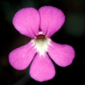 Pinguicula ehlersiae