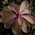 Pinguicula emarginata