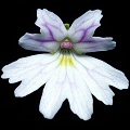 Pinguicula emarginata