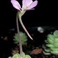 Pinguicula esseriana