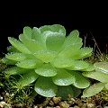 A crassula-like rosette.