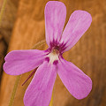 Pinguicula gypsicola