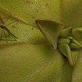 Pinguicula hemiepiphytica