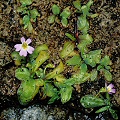 Pinguicula hirtiflora