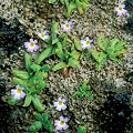 Pinguicula hirtiflora