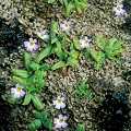 Pinguicula hirtiflora