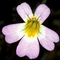 Pinguicula hirtiflora