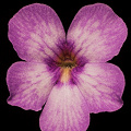 Pinguicula Gina