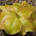 Pinguicula John Rizzi