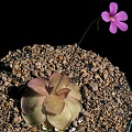 Pinguicula Pirouette