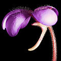 Pinguicula Titan