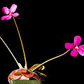 Pinguicula Weser