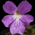 Pinguicula emarginata x  cyclosecta