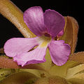 Pinguicula gracilis x moctezumae