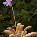 Pinguicula