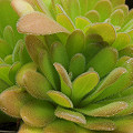 Pinguicula gypsicola x agnata 